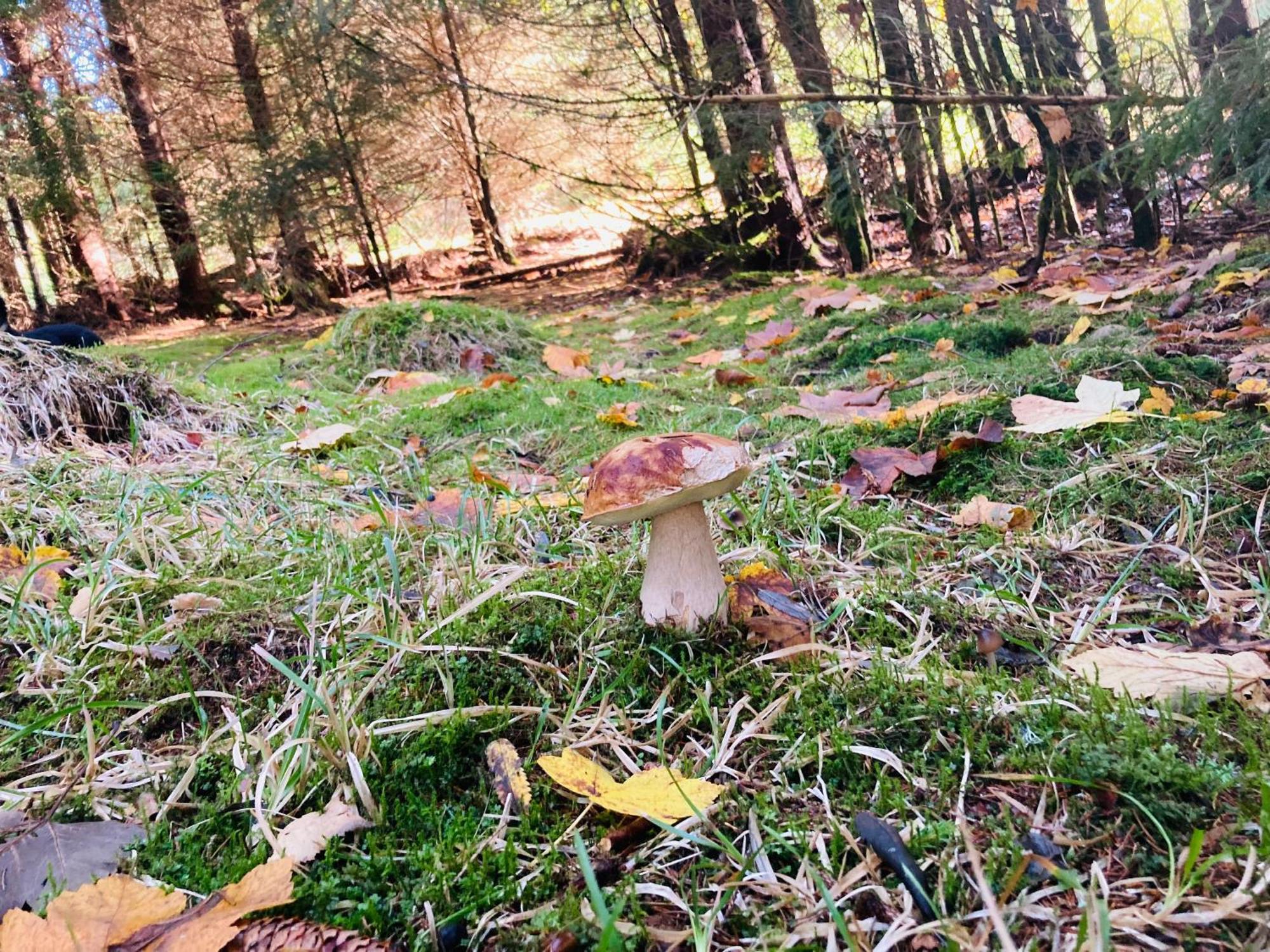 Le Perchoir Du Grand Valtin - Gite 5 Personnes - Altitude 830 Ban-sur-Meurthe-Clefcy Eksteriør bilde
