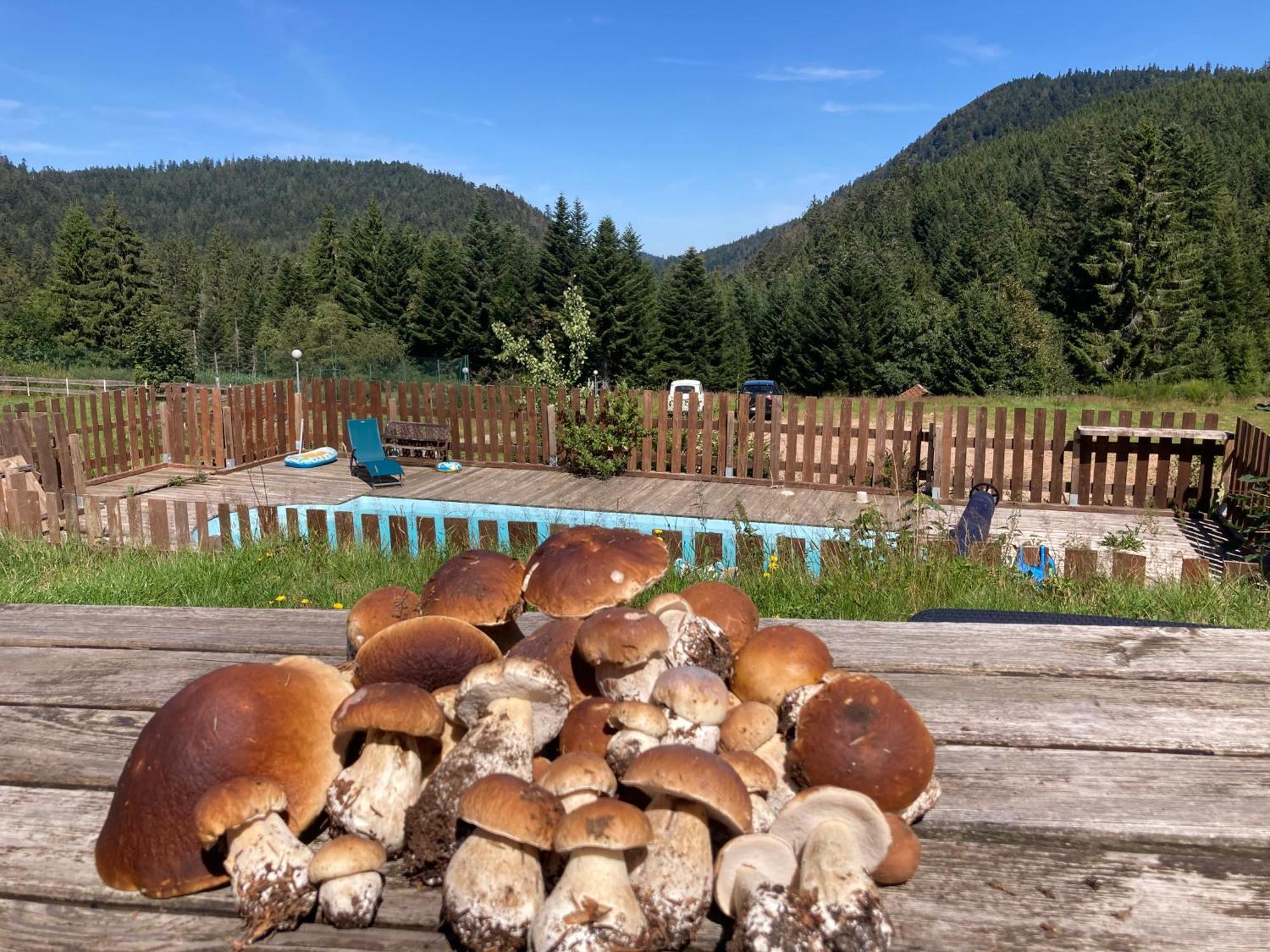 Le Perchoir Du Grand Valtin - Gite 5 Personnes - Altitude 830 Ban-sur-Meurthe-Clefcy Eksteriør bilde